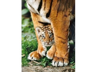 Bengáli tigris az anyja lábánál 500 db