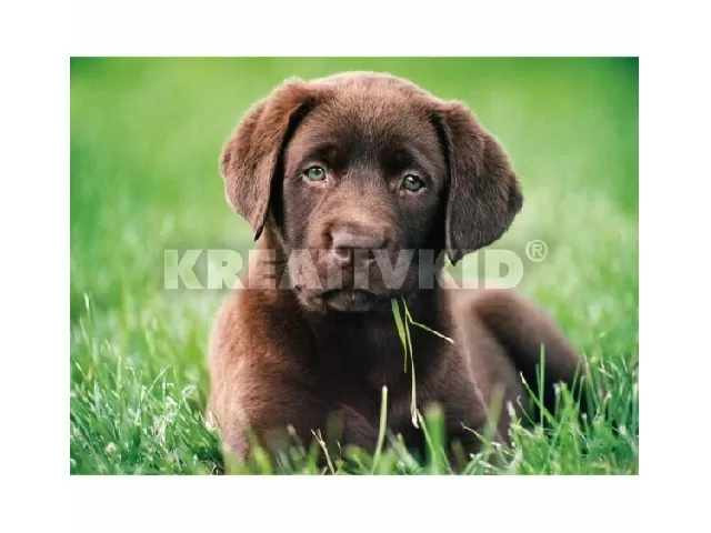 500 db-os puzzle - Csoki kutyus