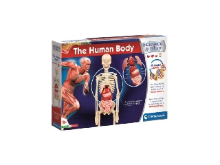 Az emberi test