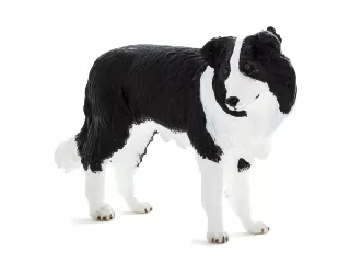 Border Collie M