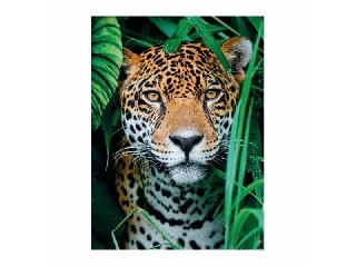Clementoni jaguár a dzsungelben 500 db