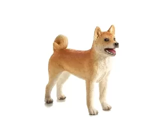 Kutya shiba inu M