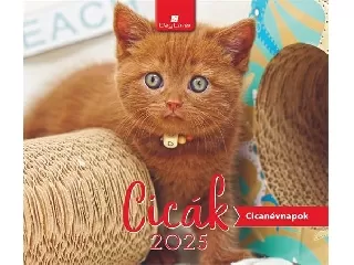 Naptár, asztali, álló, DAYLINER 