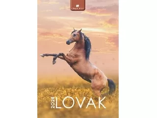 Naptár, fali, DAYLINER, 