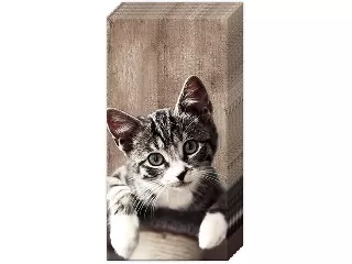 Papír zsebkendő 4 rétegű 10 db/cs - IHR Cica