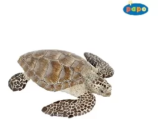 Papo tengeri teknős 