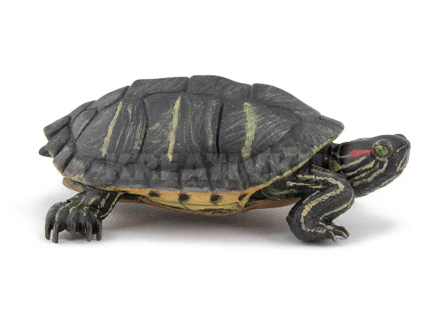 PAPO Vörösfülű ékszerteknős