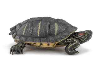 PAPO Vörösfülű ékszerteknős