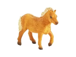 Shetland póni csikó S