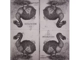 Szalvéta 33*33 cm 20 db/cs - IHR Dodo