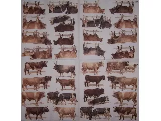 Szalvéta 33*33 cm 20 db/cs - IHR Szarvasmarha